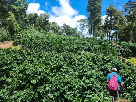 Cafe_Imports_Honduras_Hernan_Avila-15-2026-06-09-165015.jpg