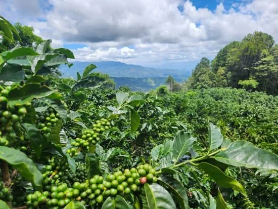 Cafe_Imports_Honduras_Hernan_Avila-4-2026-06-09-165014.jpg