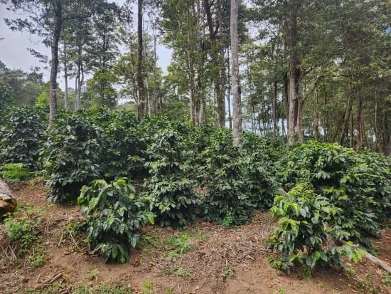 Cafe_Imports_Honduras_Hernan_Avila-31-2026-06-09-165016.jpg