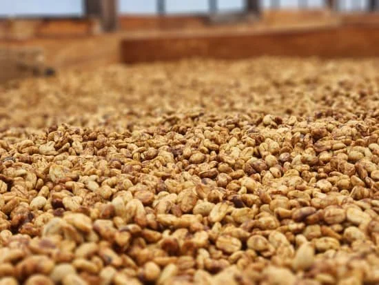 Cafe_Imports_Honduras_Hernan_Avila-28-2026-06-09-165015.jpg