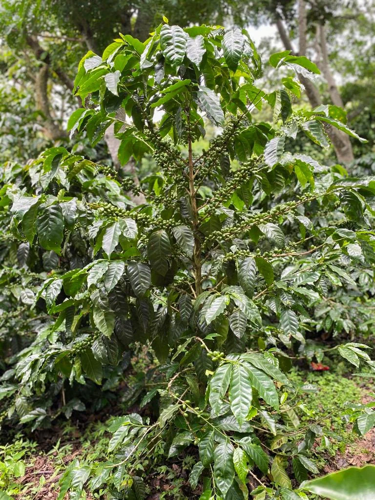 Cafe_Imports_El_Salvador_Finca_Noruega-6-2024-05-28-200847.jpg