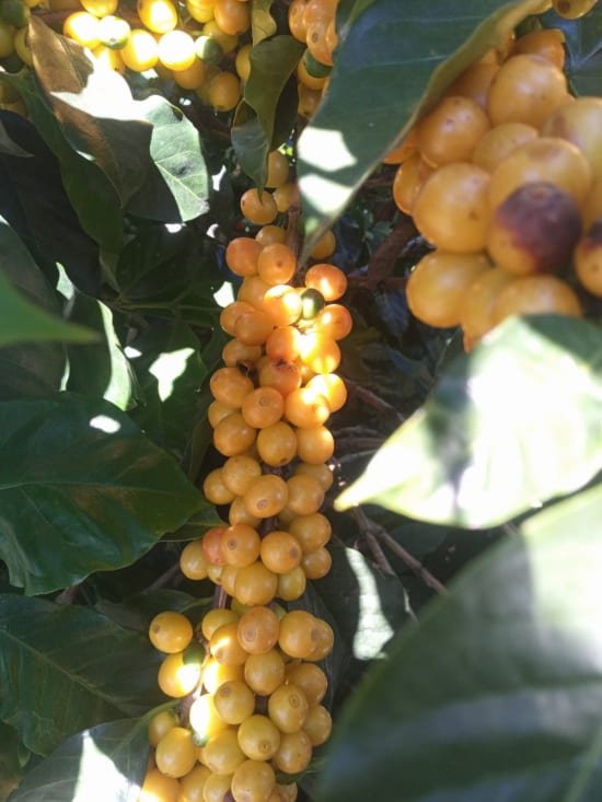 Cafe_Imports_Honduras_Hernan_Avila-24-2026-06-09-165012.jpg