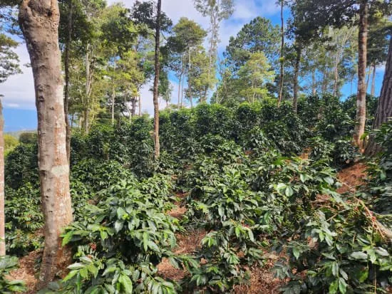 Cafe_Imports_Honduras_Hernan_Avila-29-2026-06-09-165016.jpg
