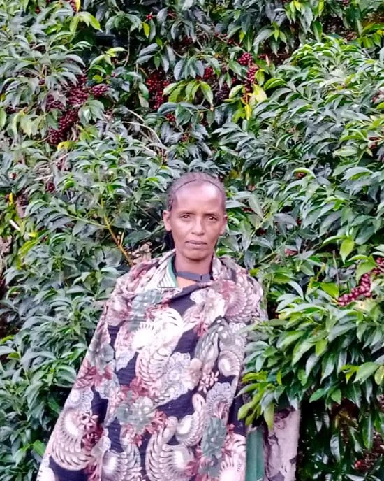 Cafe_Imports_Ethiopia_Mr_Ocholo_Bedecho4-2024-07-18-204109.jpg