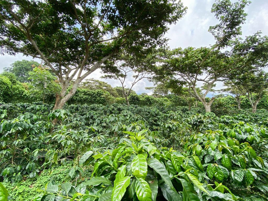 Cafe_Imports_El_Salvador_Finca_Noruega-5-2024-05-28-200847.jpg