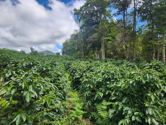 Cafe_Imports_Honduras_Hernan_Avila-13-2026-06-09-165015.jpg