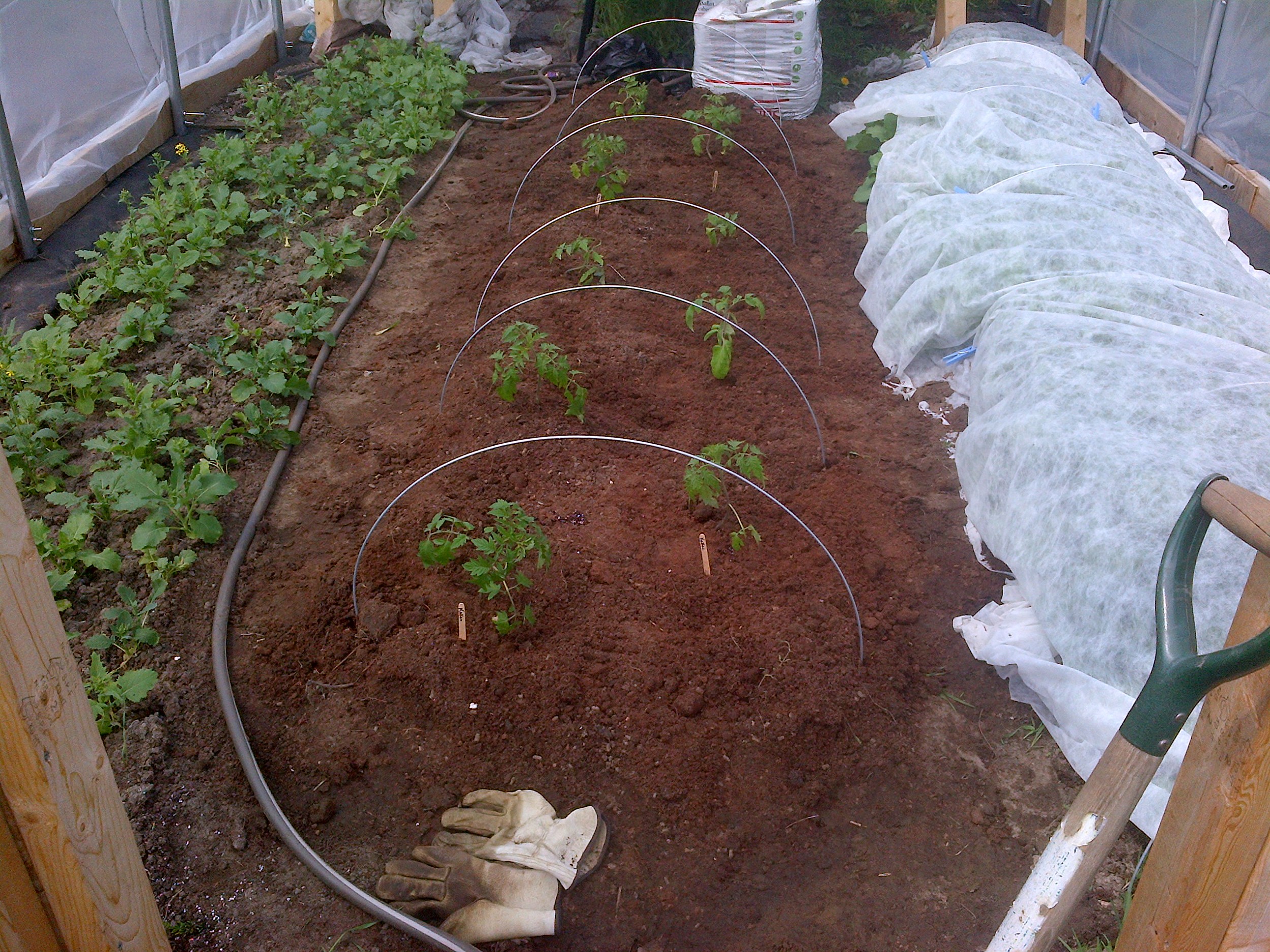Tomatoes in their new home