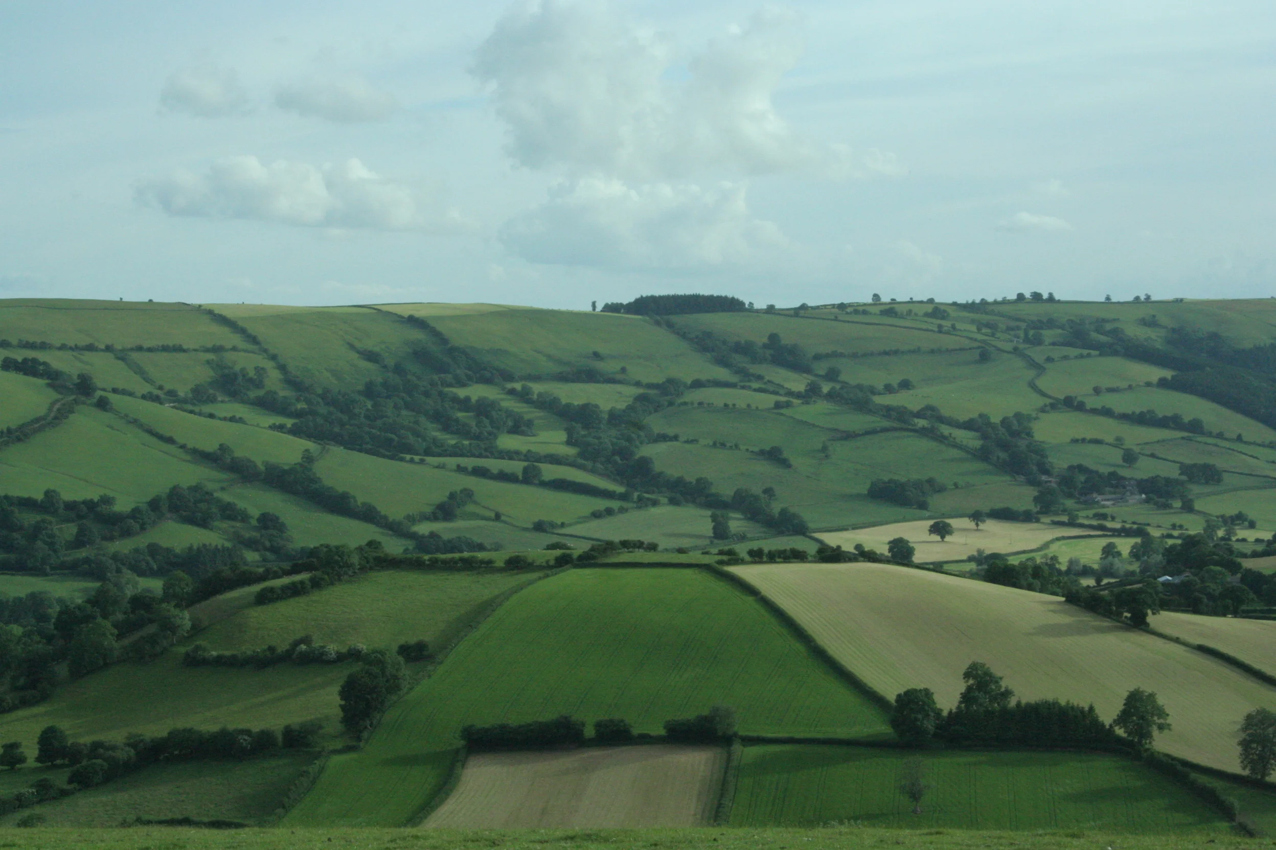 Historical English Hedgerows
