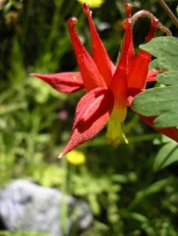  Red Columbine