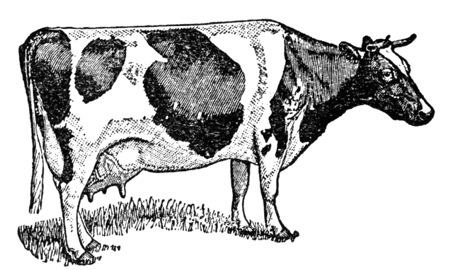 cow_7531_lg.gif