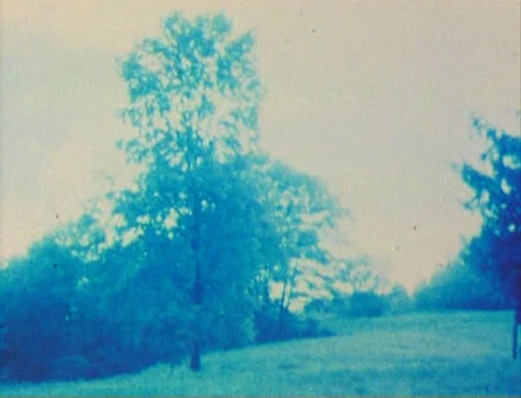 37/78 TREE AGAIN