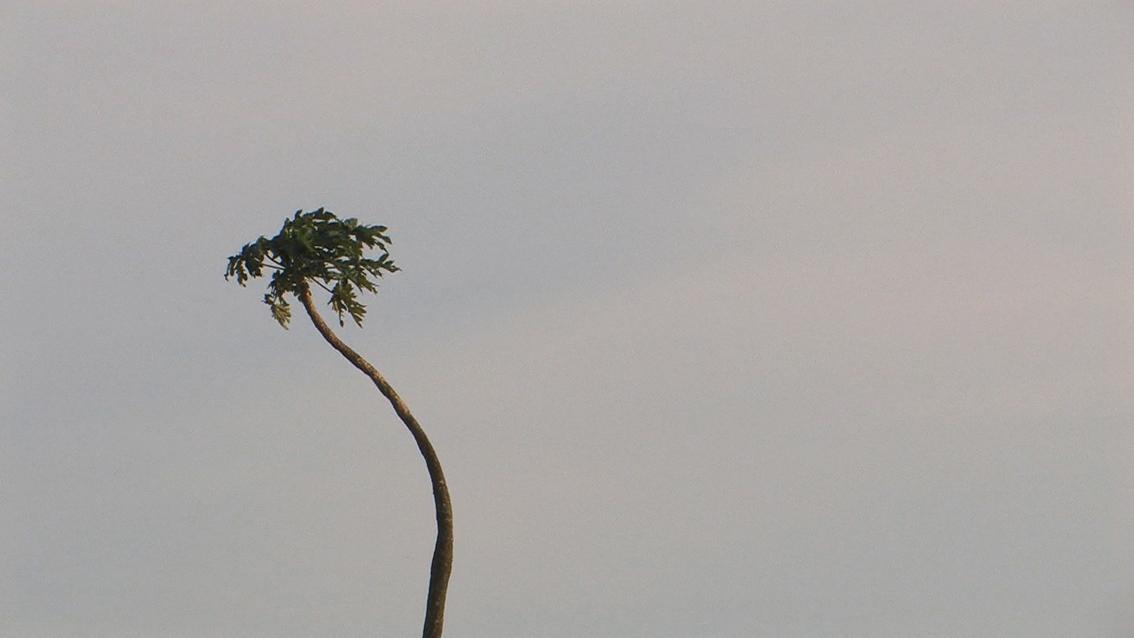 EINES TAGES, NACHTS… / WHITE SUBSTANCE