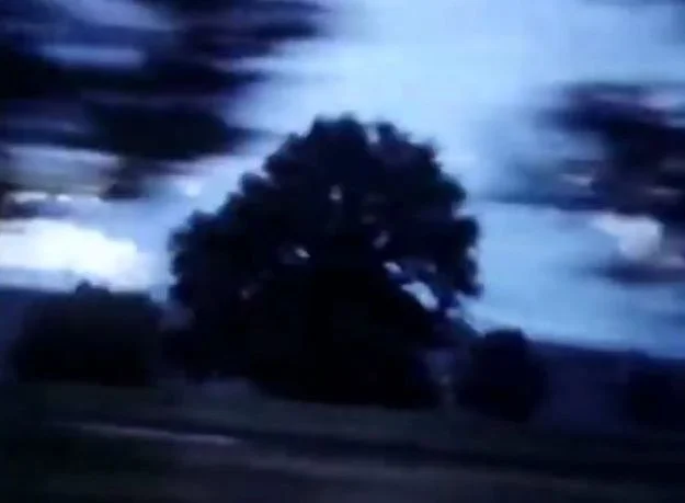 anticipation trees sky.jpg