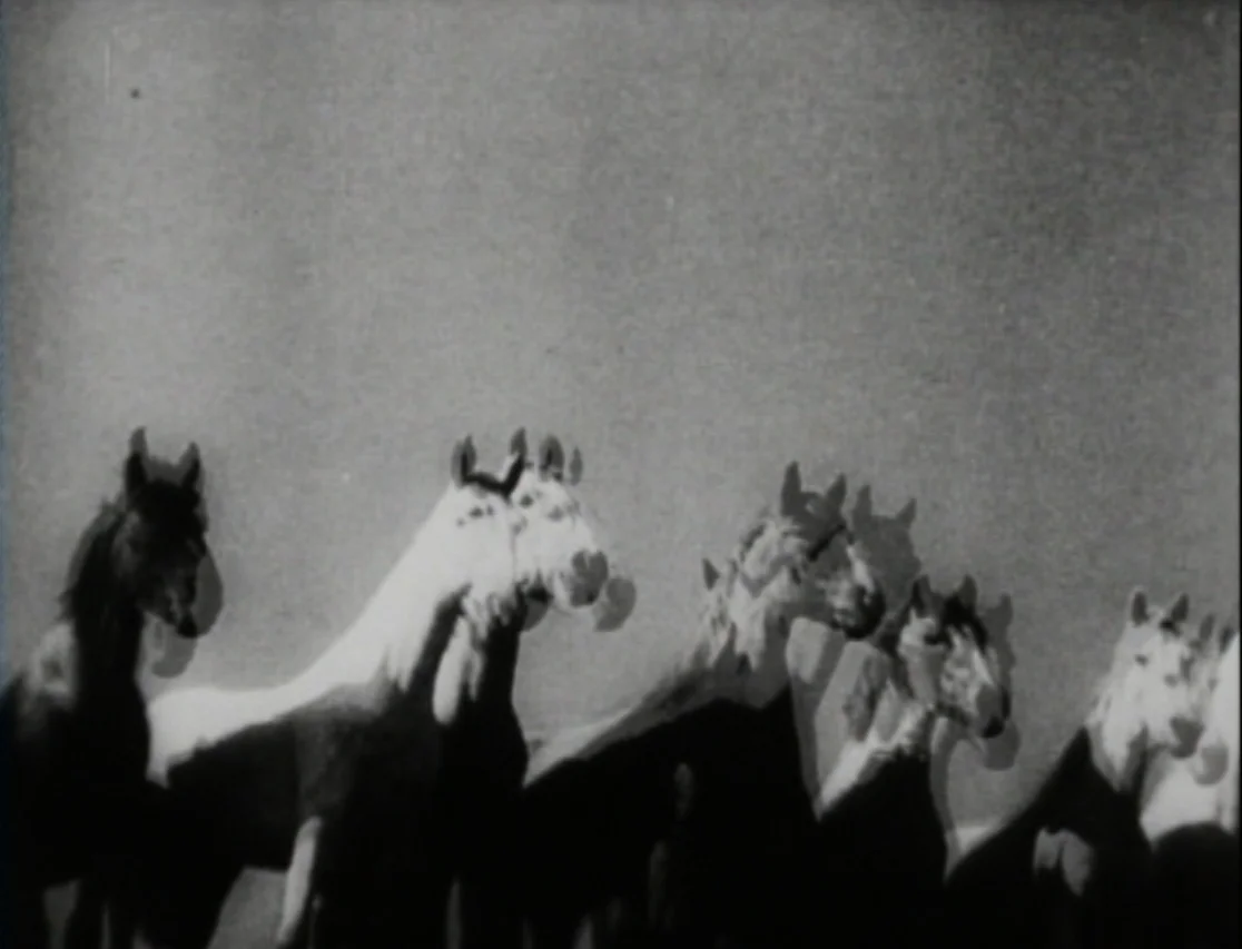 THE TITLE WAS SHOT (2009)