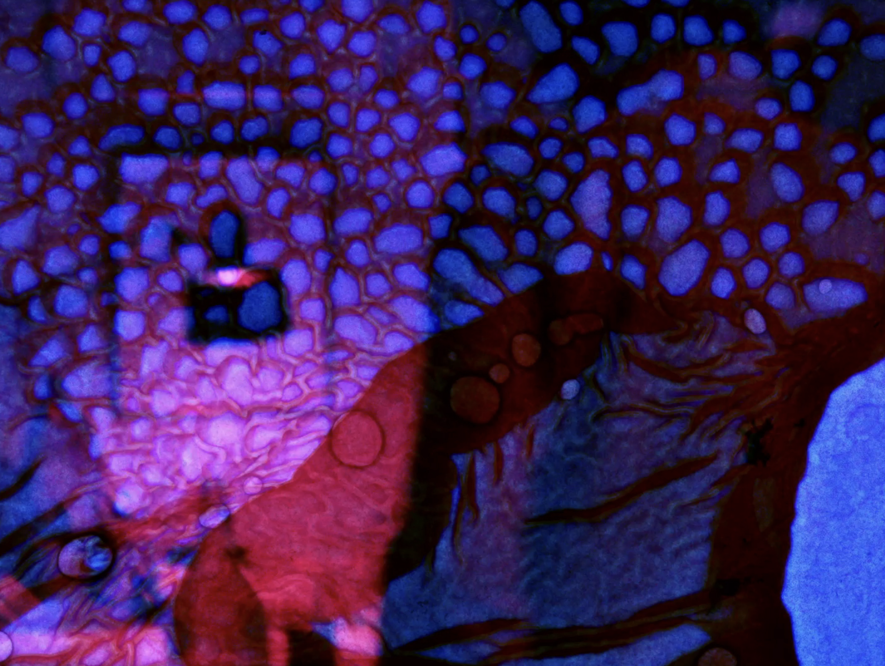 L'AMICO FRIED'S GLAMOROUS FRIENDS (US, 1976, Roger Jacoby)