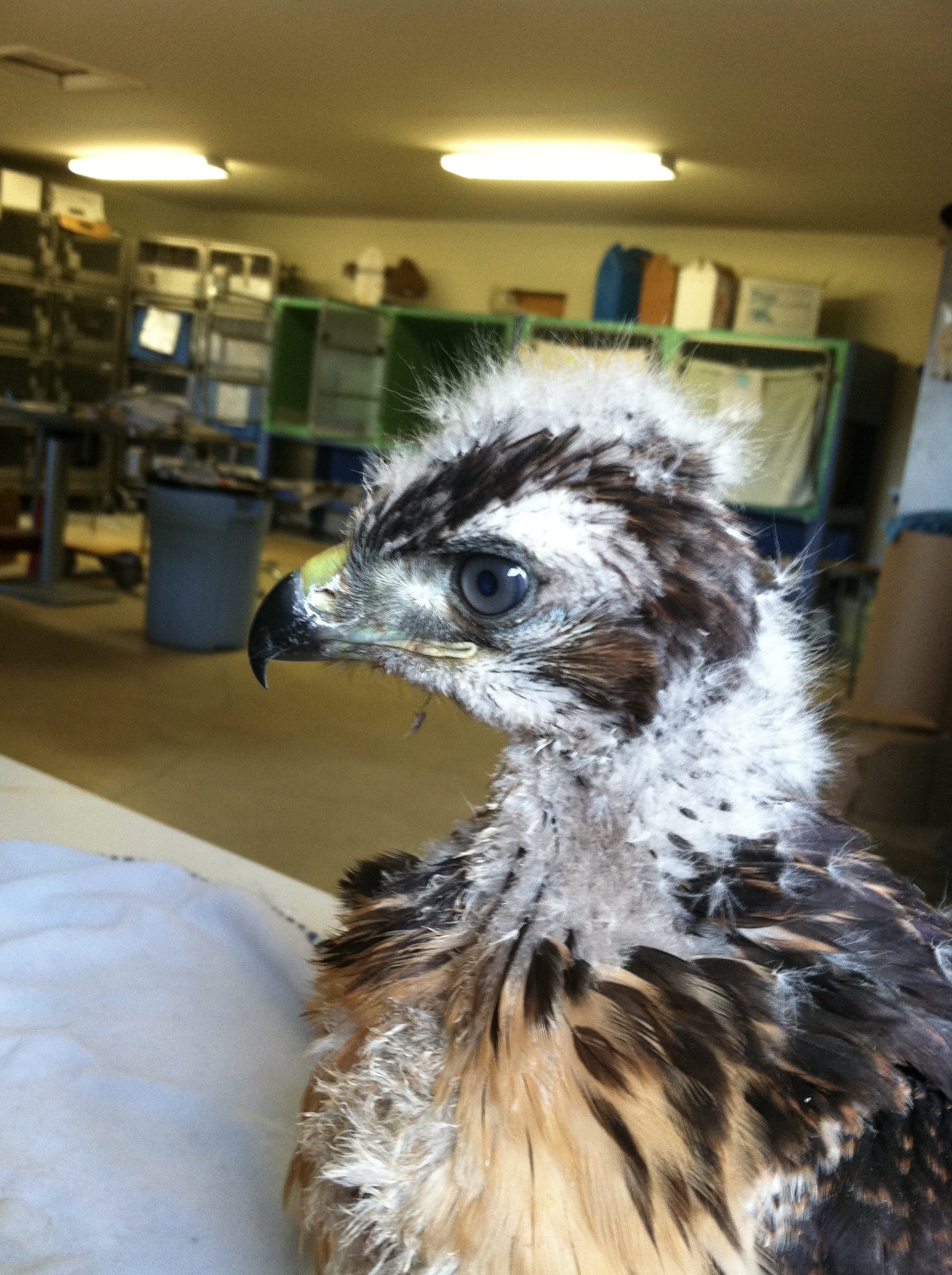 Baby Red-Tailed Hawk. My eyes are blue now, but when I mature they will turn brown 