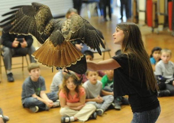  Lead educator Jaclyn DeSantis and Red-tailed Hawk ambassador Rosie