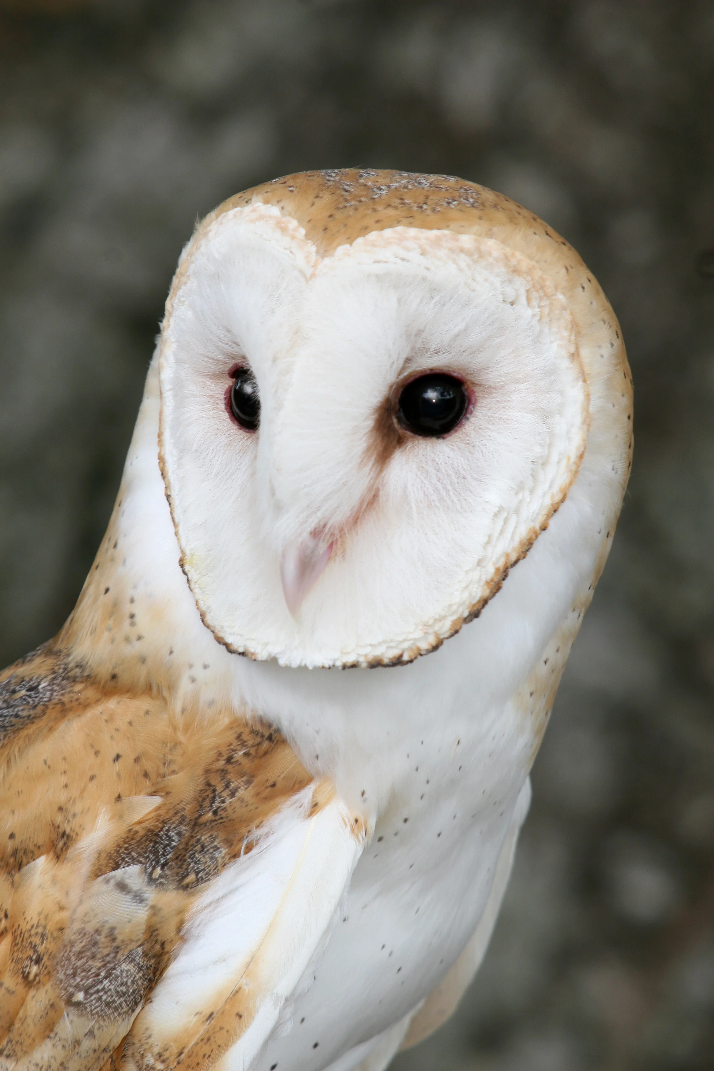 TITO the Barn Owl