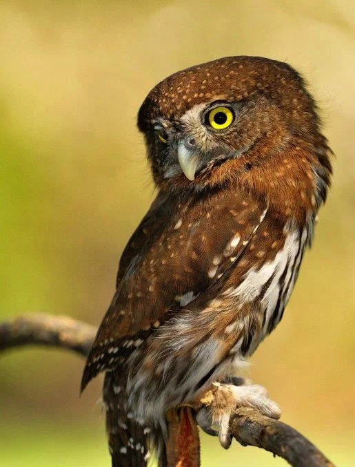 PIXIE the Northern Pygmy Owl