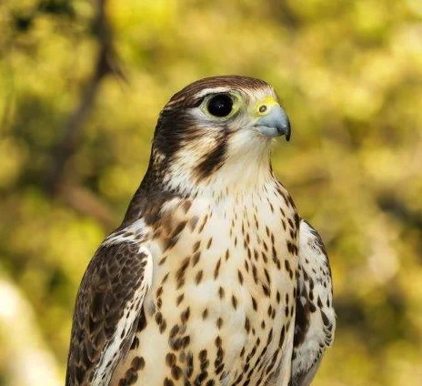 CIRCE the Prairie Falcon