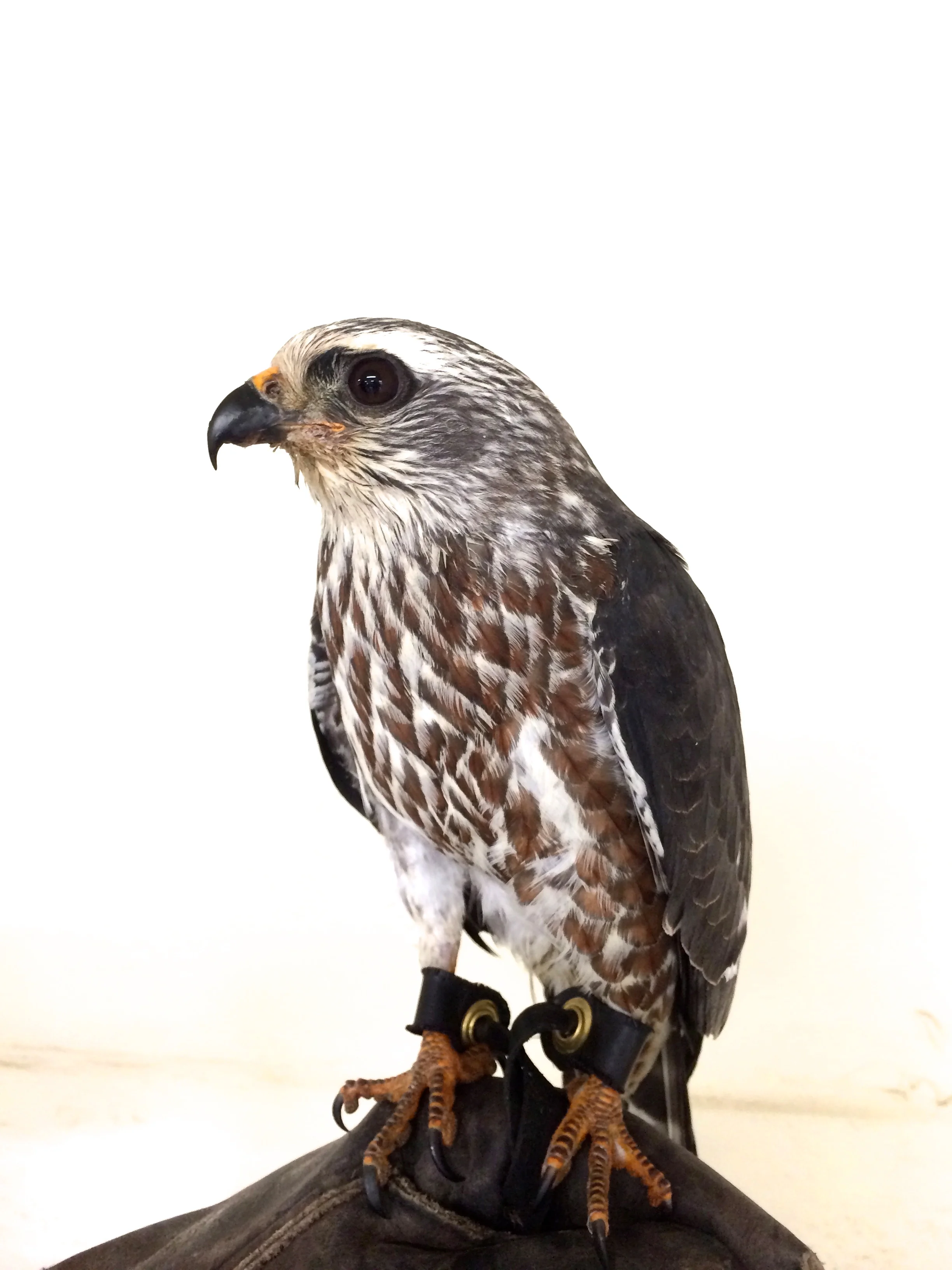 MIKI the Mississippi Kite