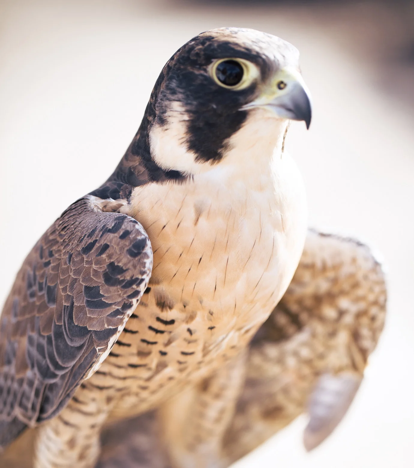 GAVIN the Peregrine Falcon