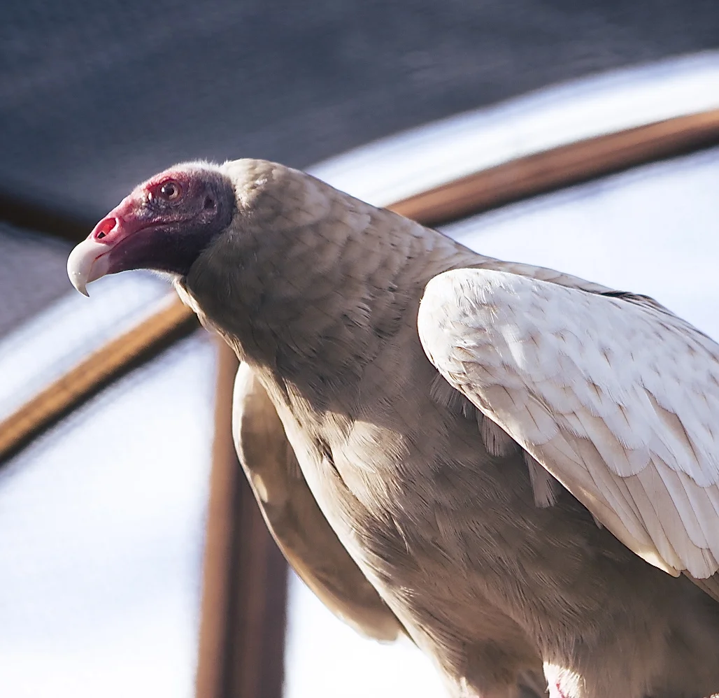 WONDER the Albino Turkey Vulture