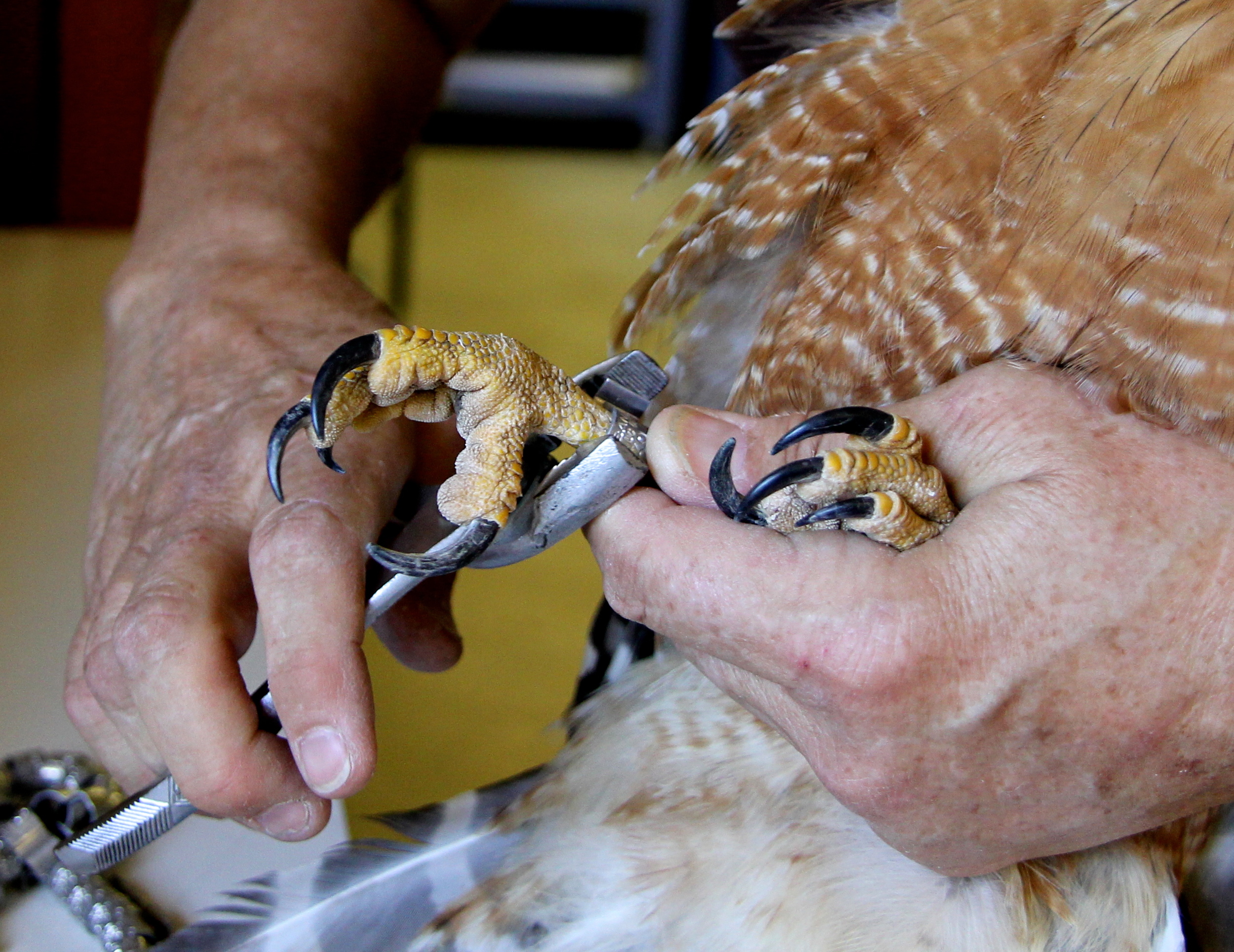 For data purposes all raptors are banded under USGS permits. This provides data in tracking species and patterns of migratory birds.