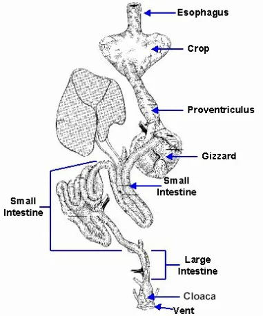 VR Section 2 — Ojai Raptor Center