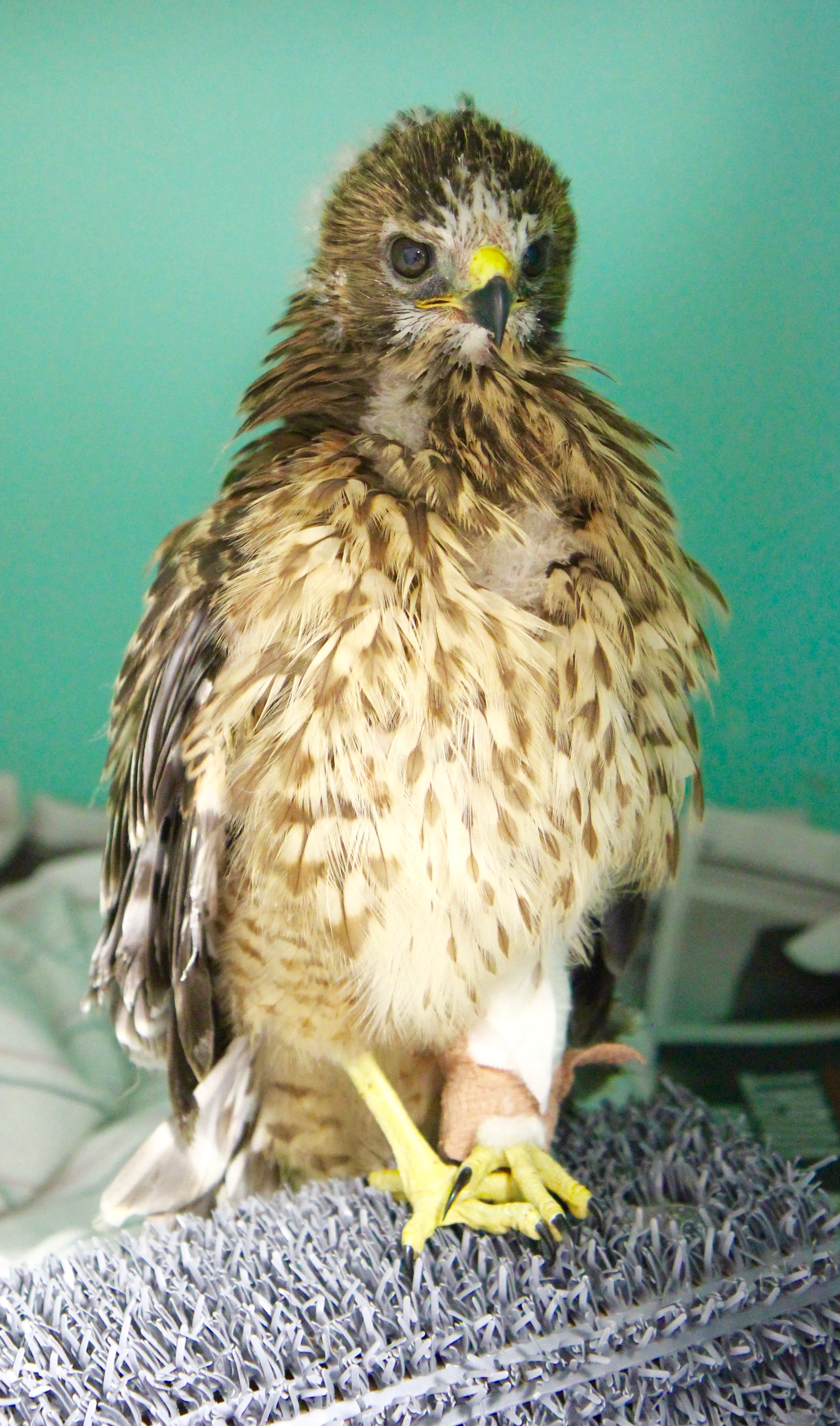 Fledgling Red-shouldered Hawk recovering from a broken leg.