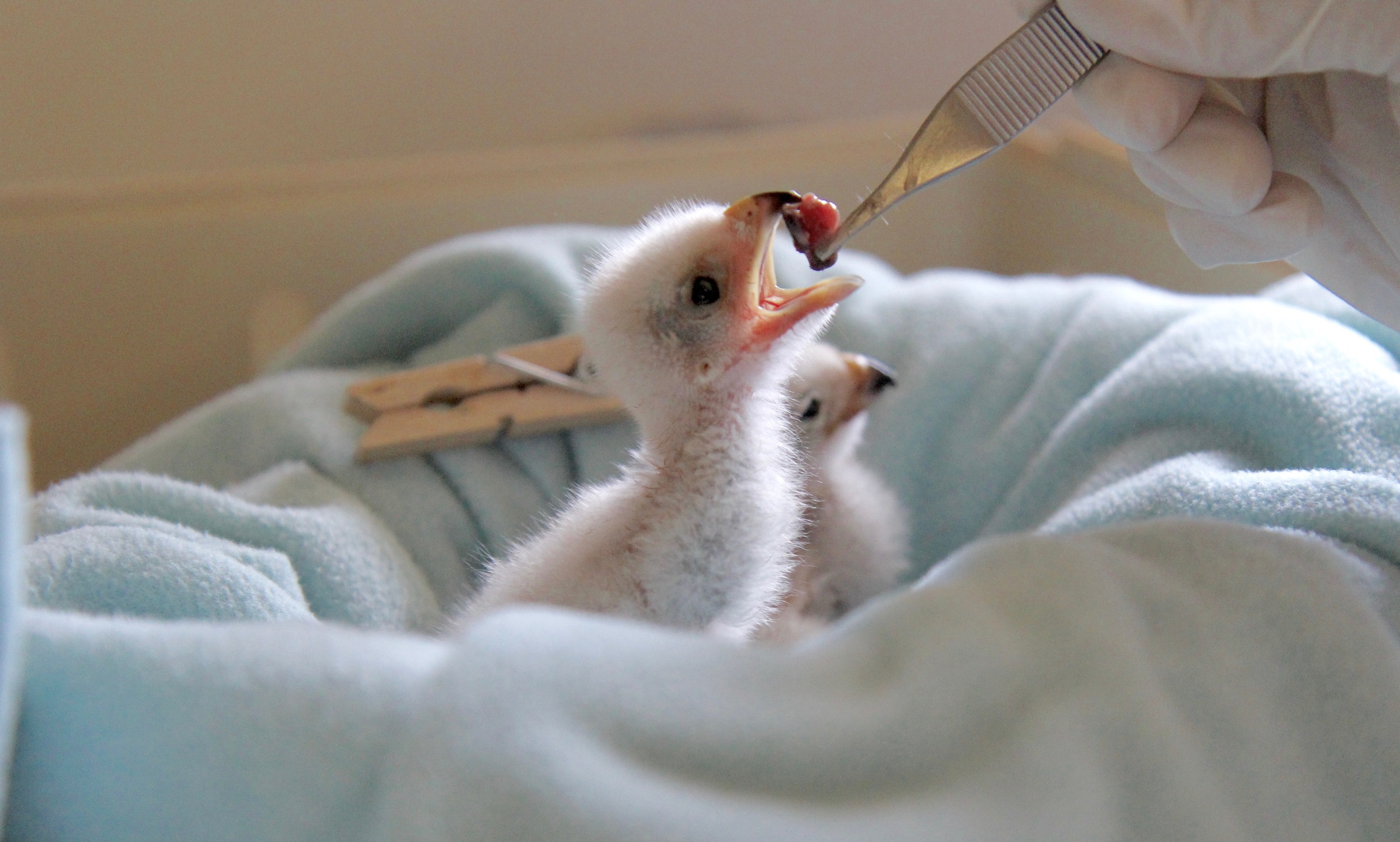 Nestling Cooper's Hawks at feeding time
