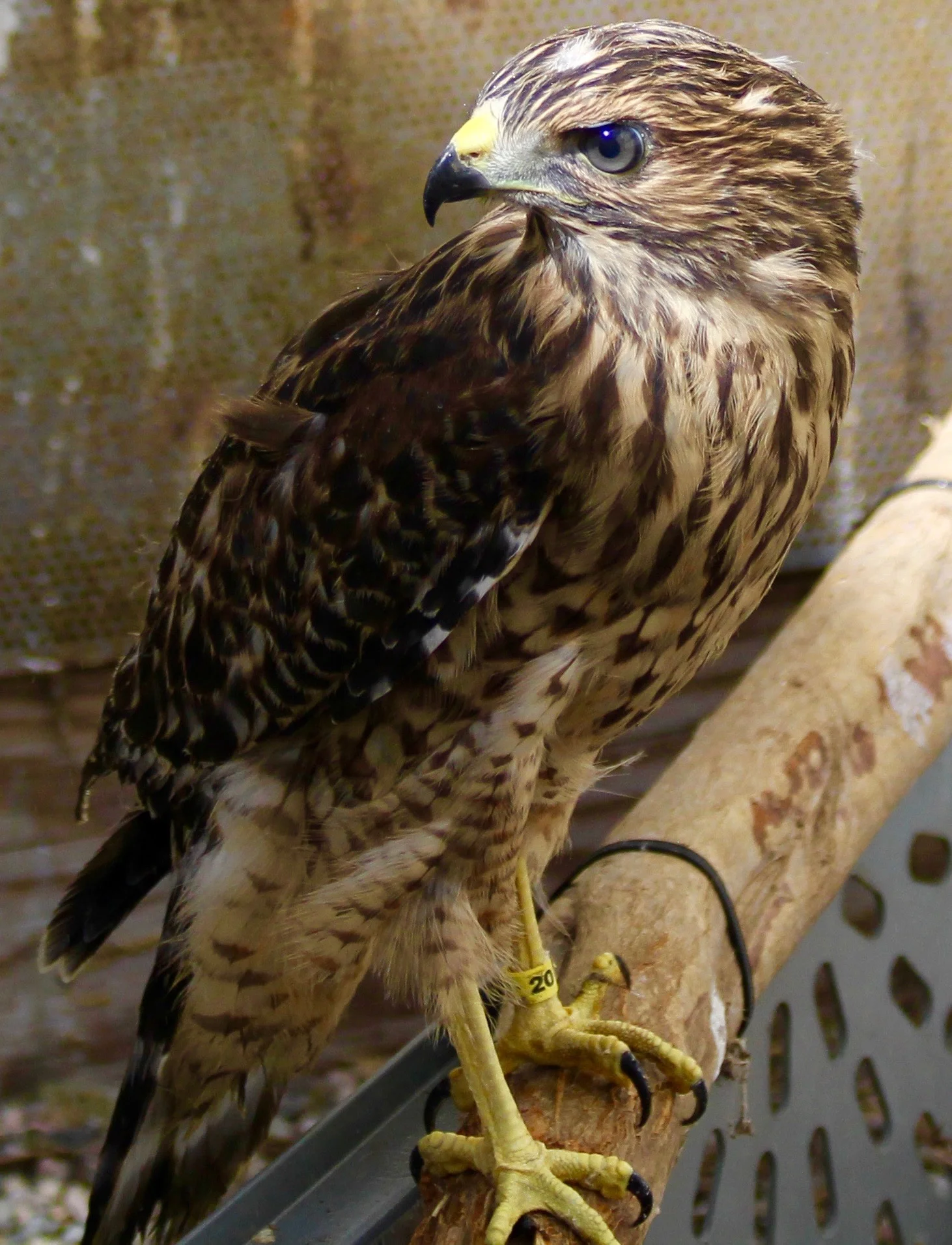 Ojai Raptor Center