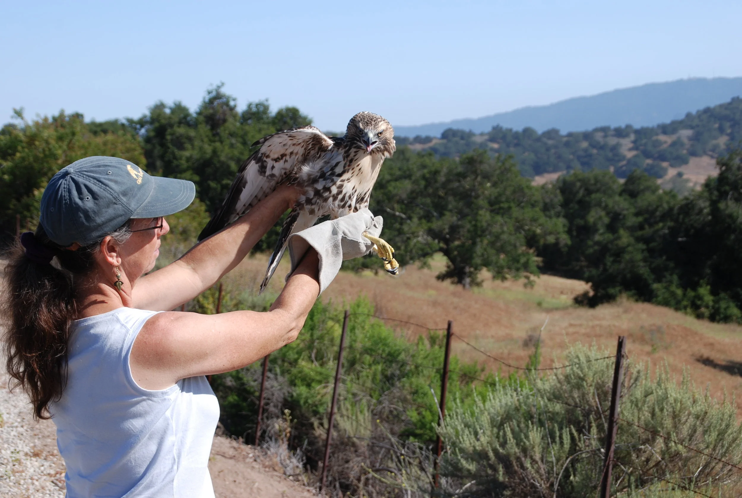 Ojai Raptor Center
