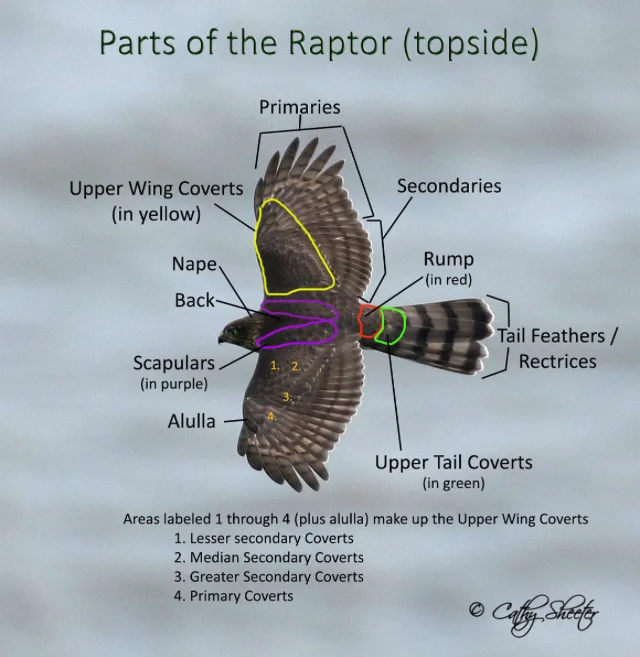 Vr Section 2 Ojai Raptor Center
