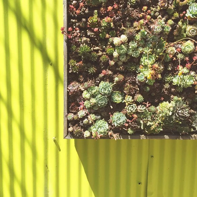 live life off the wall 🎵 #succulent