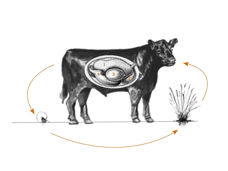 Cycles of Grazing & Grassland