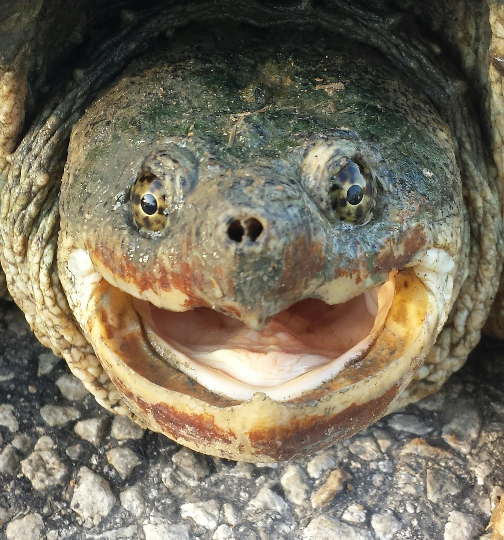 I love it when the turtles laugh.