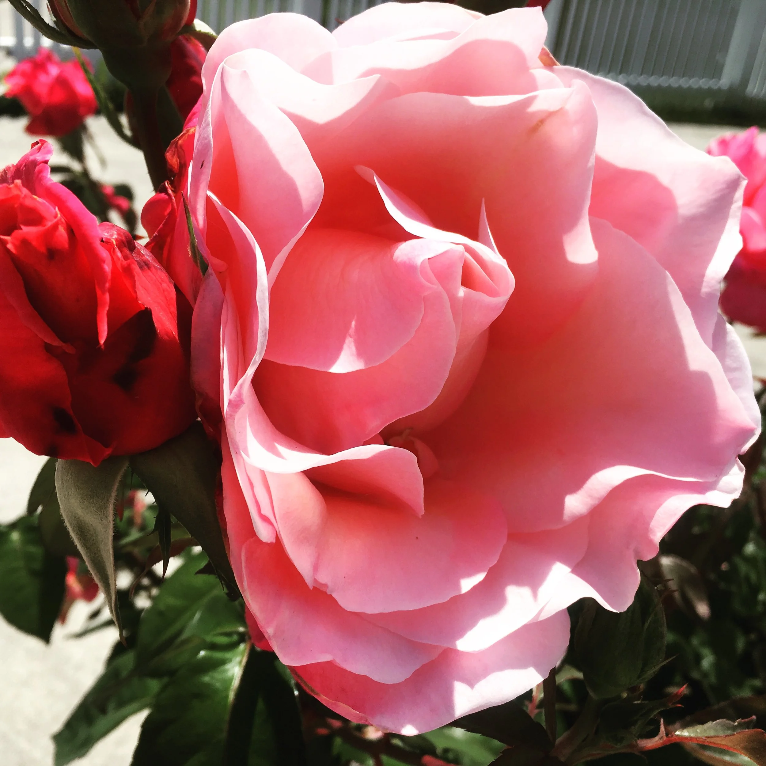 Monogamy and Polyamory: Reflections of a Couples Therapist