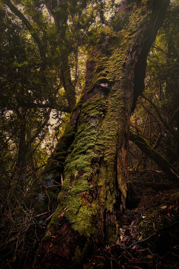 Part of the magical beech forest heading up Mt Fortescue.