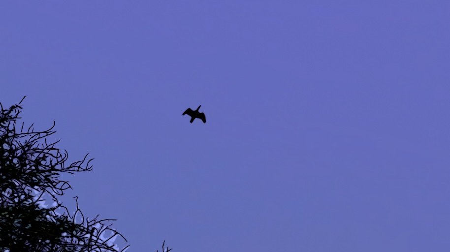 Bharatput Still Shots.jpg