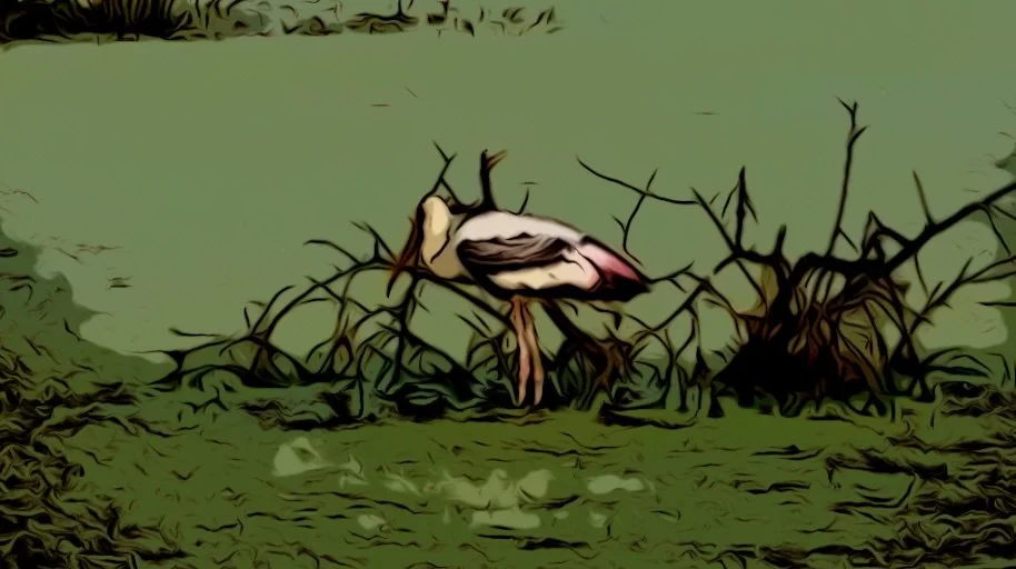 Eating Painted Stork Still.jpg