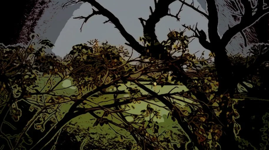 Wilderness Still 1.jpg