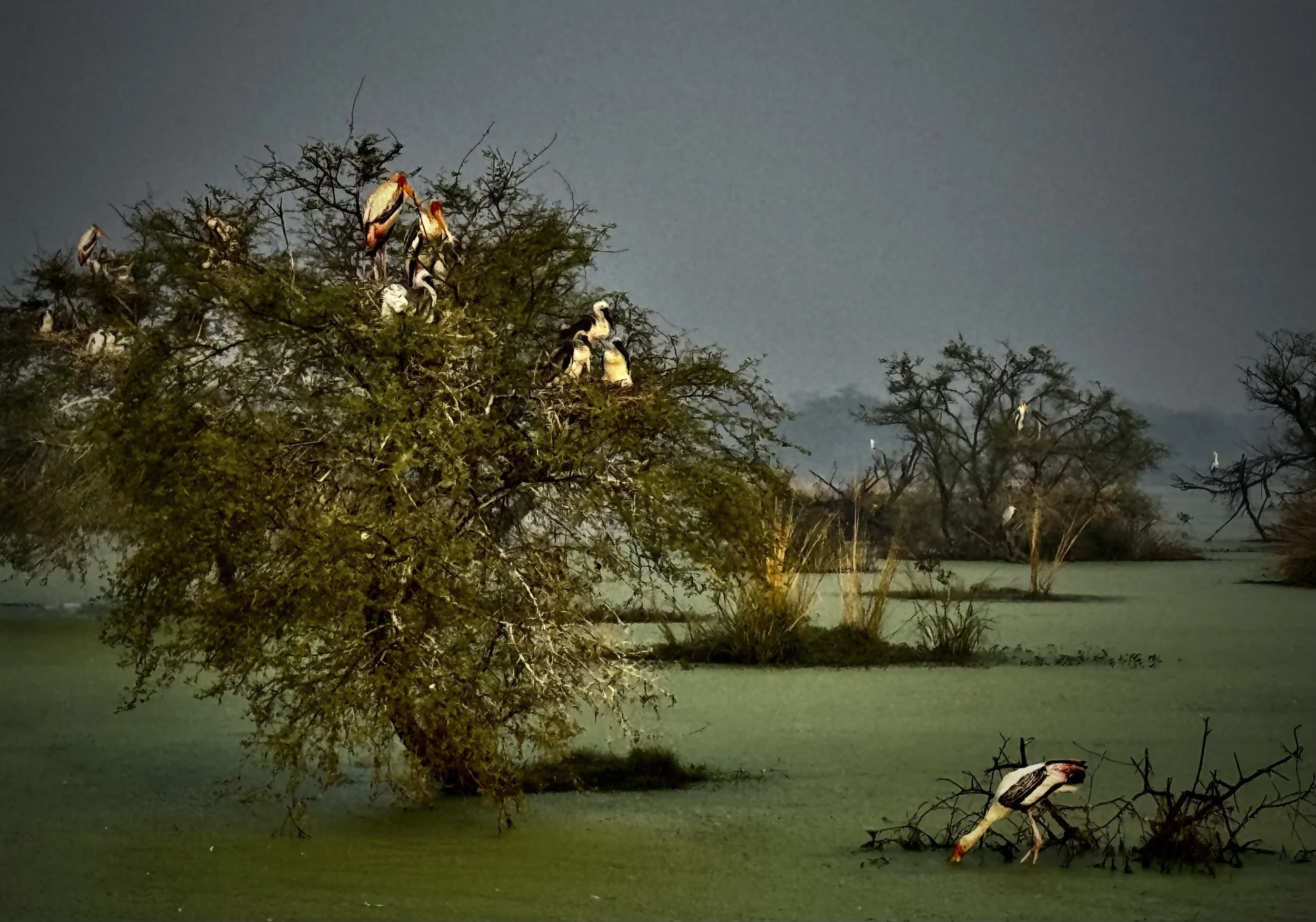 Painted Storks from Tamil Nadu