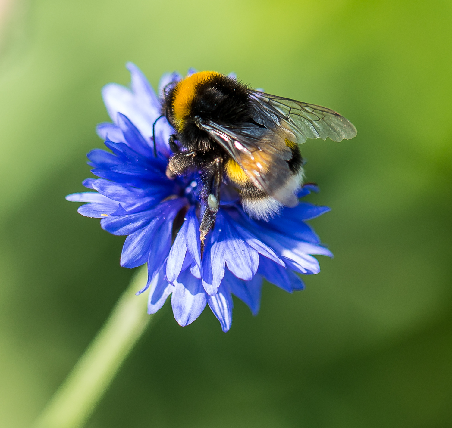Bee on Cornflower.jpg
