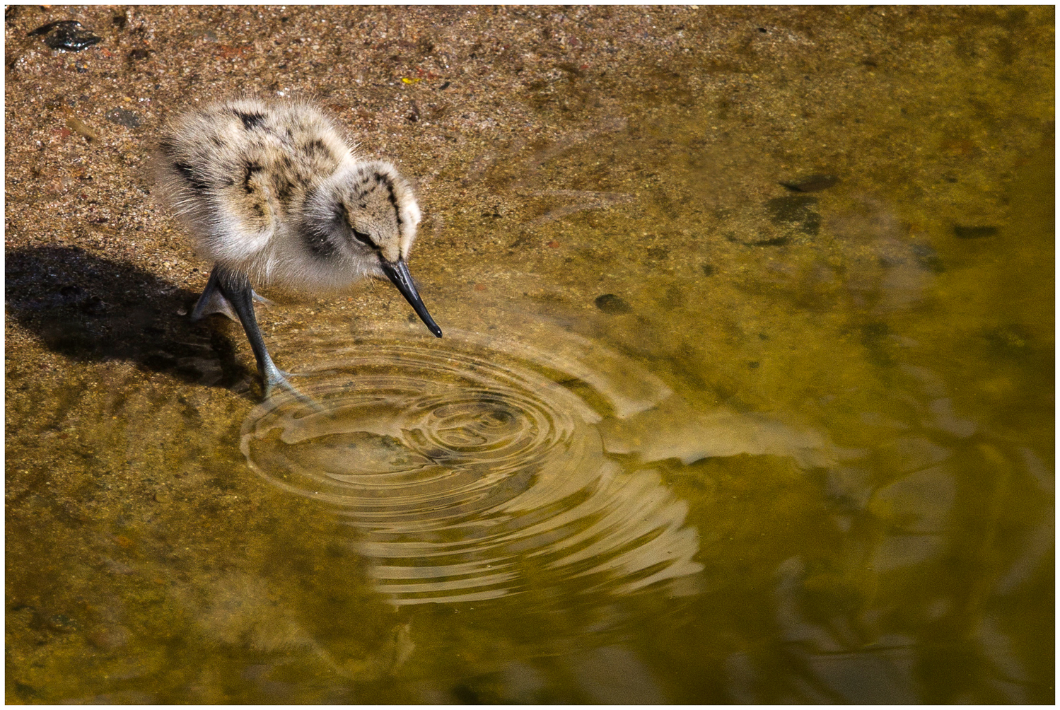 Chick Wading.jpg