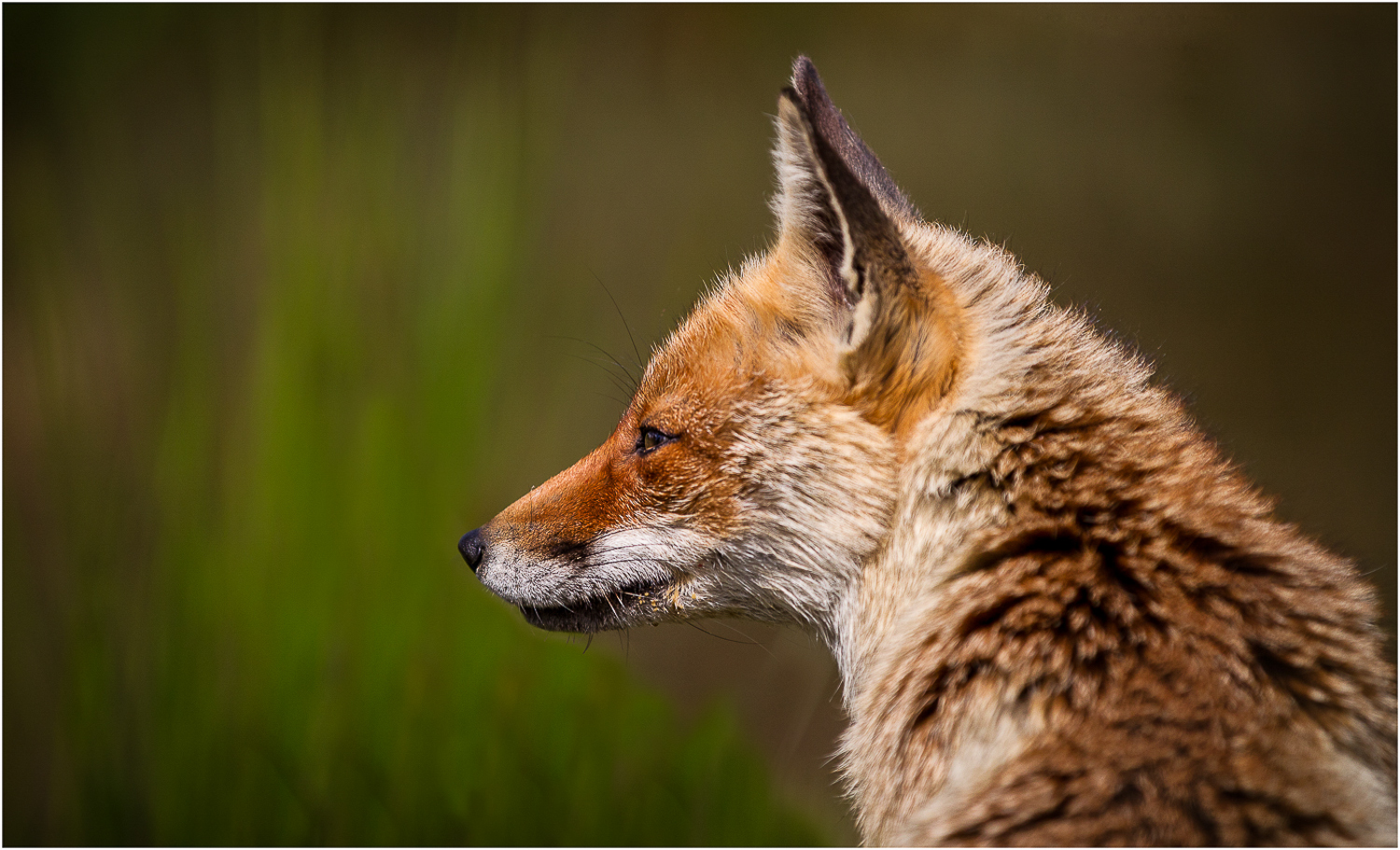 Fox in Profile.jpg