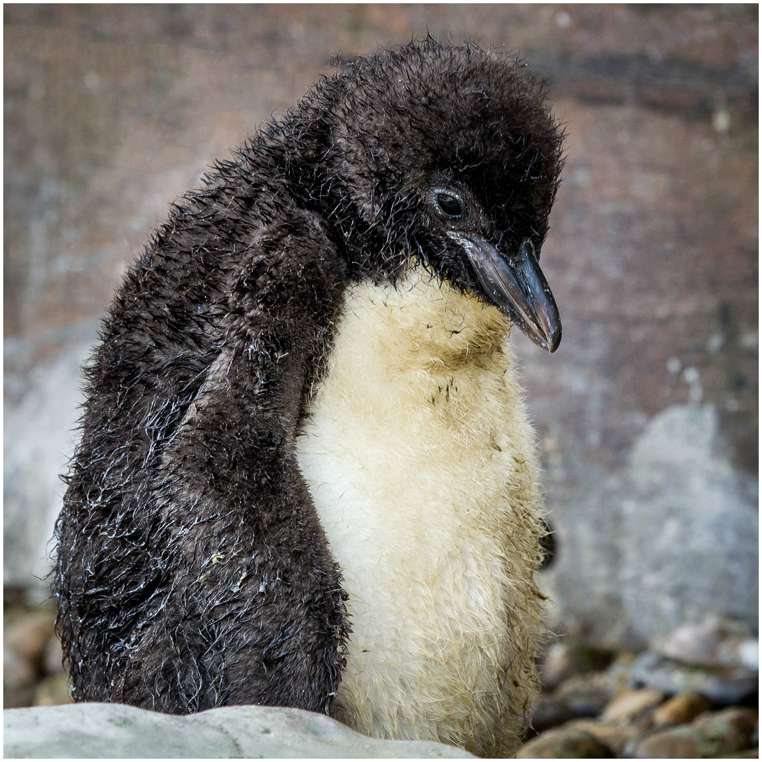 Penguin Chicks.jpg