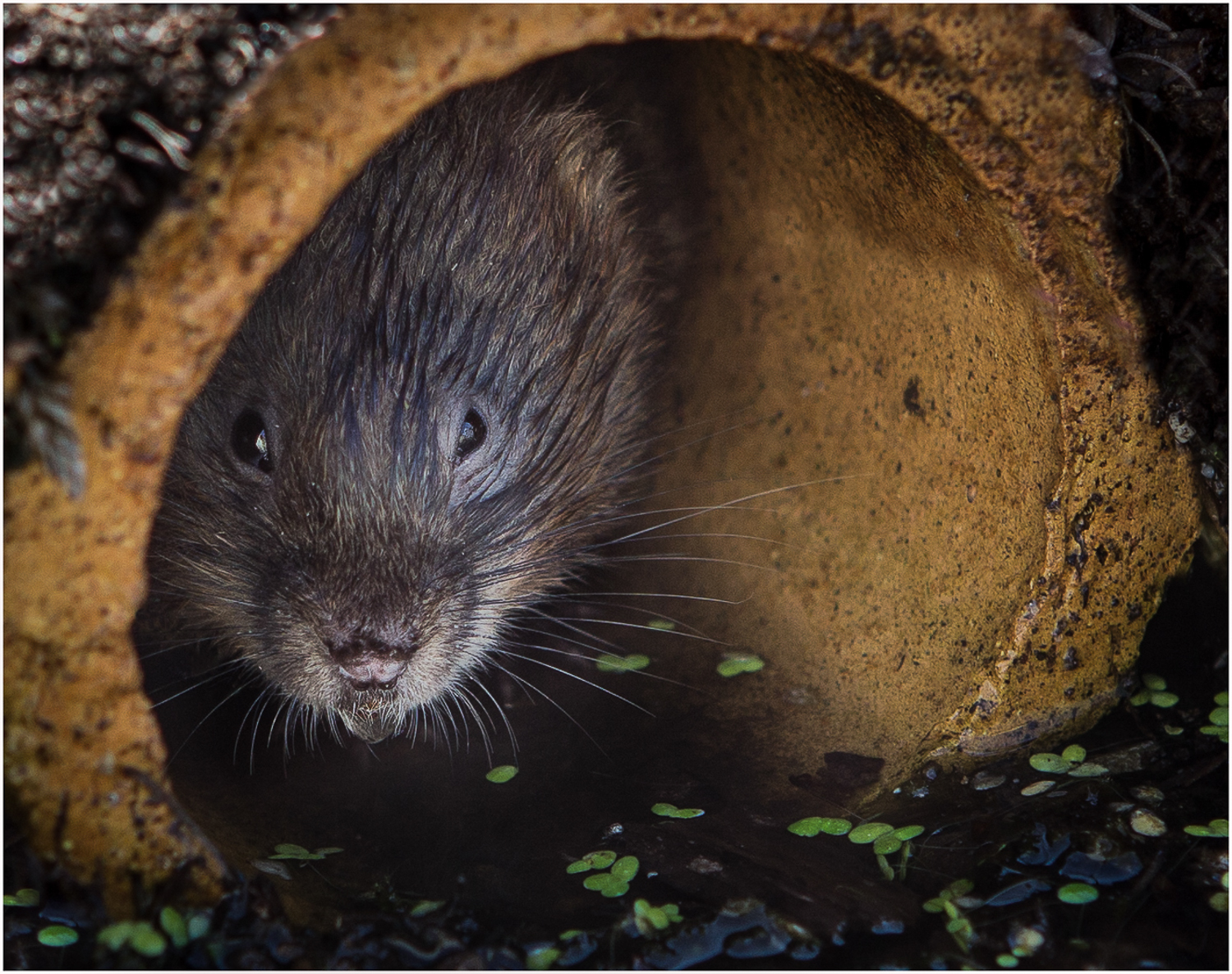 Watervole and Droplet.jpg