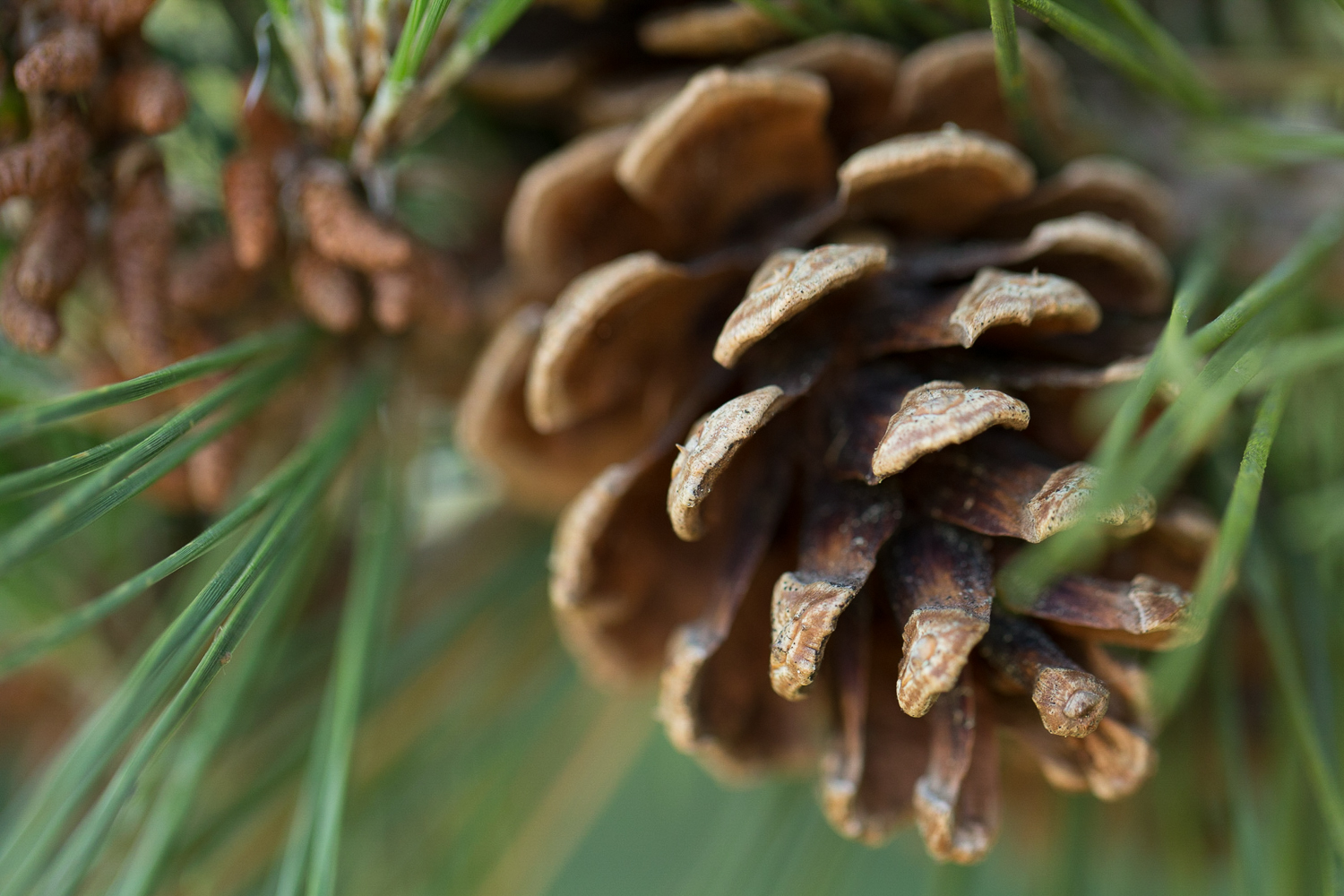 Fir Cone.jpg