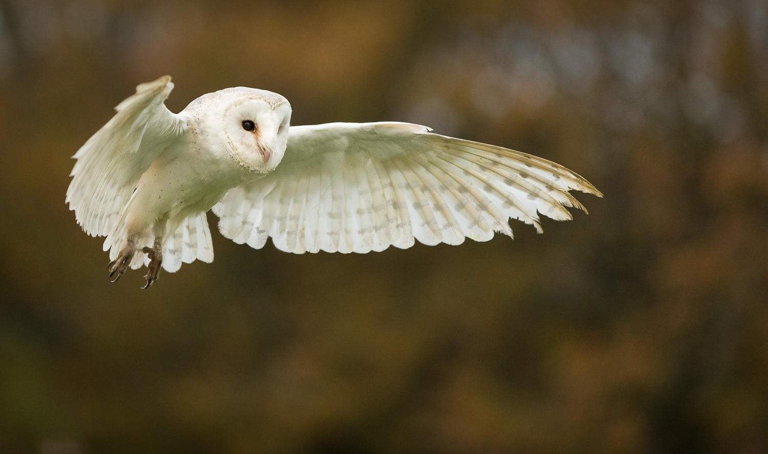 Barn Owl Hovering.jpg